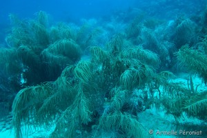 Malendure - îlet Pigeon    